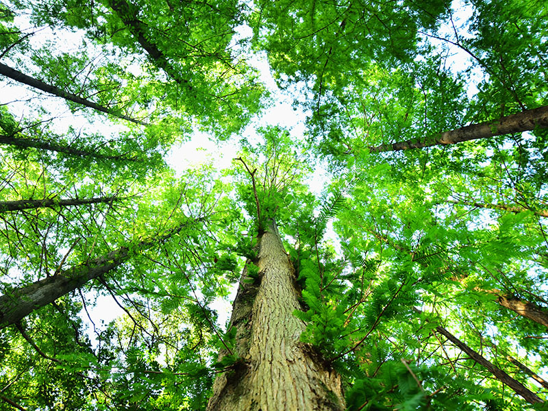 木を診て、森も診る